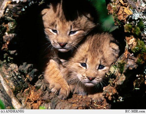 Les macs de la mignonnitude du règne animal Tnb2mg6o